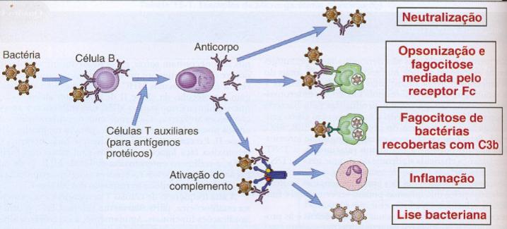 Respostas Imunes contra Patógenos Diferentes patógenos esdmulam Dpos disdntos de resposta imune Resposta Imune Protetora aquela que leva a eliminação do anugeno Mecanismos de evasão dos patógenos