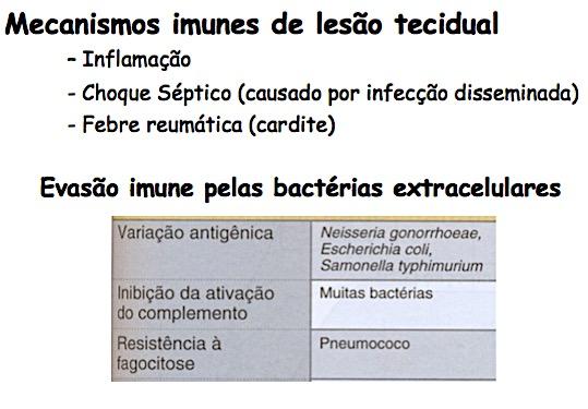 Imunidade a Bactérias Intracelulares As bactérias intracelulares são capazes de sobreviver e replicar dentro dos fagócitos Imunidade