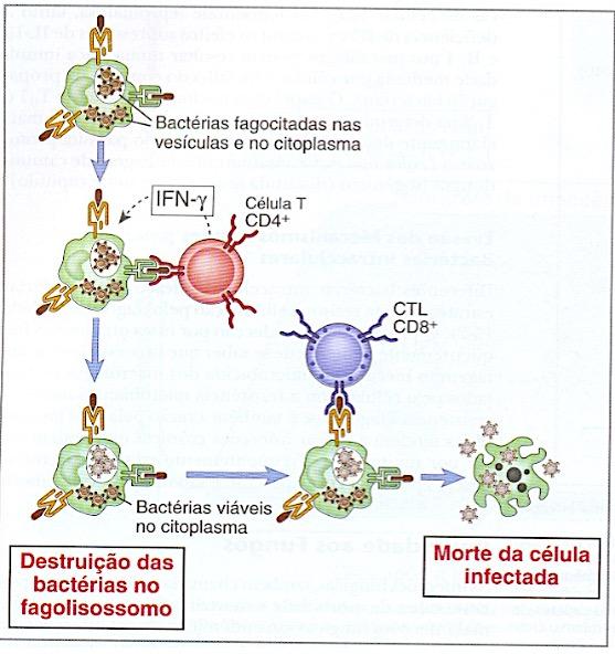 2 06/04/17 Imunidade a Bactérias Intracelulares Ação das