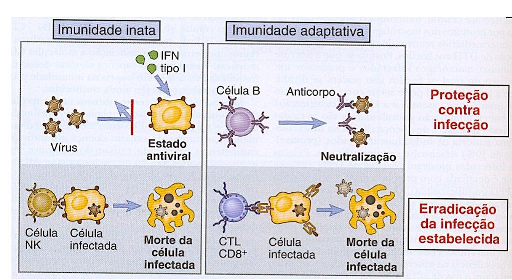 IMUNIDADE CONTRA FUNGOS Os fungos podem ser intra e extracelulares Imunidade Inata Neutrófilos (liberam EROs, enzimas lisossomais) Macrófagos - Fagocitose Imunidade Adquirida Imunidade celular