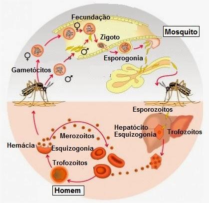 MECANISMOS IMUNES DE LESÃO TECIDUAL Infecções persistentes como do vírus da HepaDte B podem resultar em hipersensibilidade Dpo II (complexos imunes) e doenças auto-imunes.
