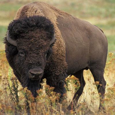 Buffalo" búfalo-do-pântano.