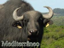 A ABCB reconhece quatro raças de búfalos no Brasil: Mediterrâneo (de origem italiana,