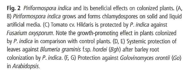 Piriformospora indica contra