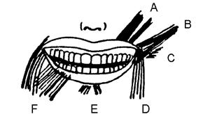 levantadores dos ângulos da boca e abaixadores do lábio inferior, para mostrar todos os dentes superiores