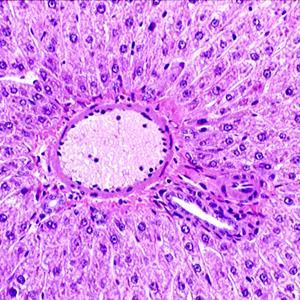 Hematoxilina&Eosina A hematoxilina cora os núcleos (azul) e a eosina o citoplasma e fibras tecido conjuntivo em diferentes tonalidades vermelho,