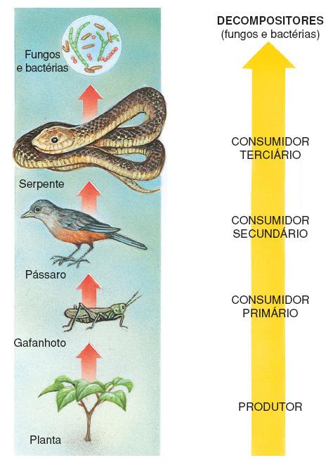 Cadeias e teias alimentares Na comunidade biótica do ecossistema, existem, em geral, várias espécies de produtores, de consumidores e de decompositores.