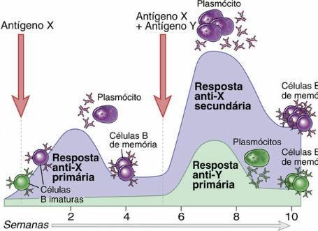 IMUNIZAÇÃO ATIVA VACINA OU DOENÇA RESPOSTA IMUNOLÓGICA PRIMÁRIA LENTA E