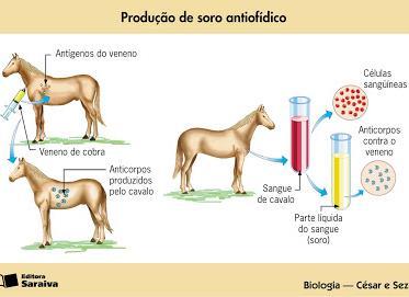 IMUNIZAÇÃO PASSIVA SOROS OU AMAMENTAÇÃO VACINAÇÃO AÇÃO