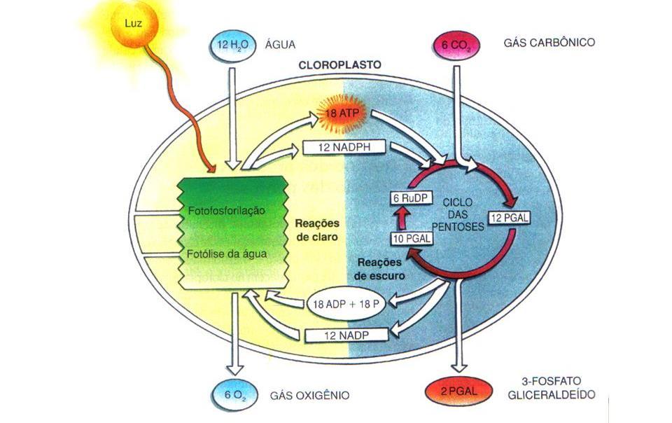 ETAPAS DA FOTOSSÍNTESE FASE CLARA