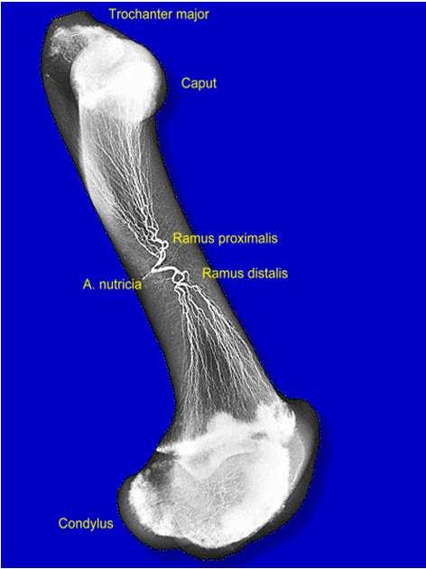 Vascularização dos Ossos Função: nutrição das células e retirada dos catabólitos Periósteo: fina camada que reveste os ossos, onde é feita a distribuição