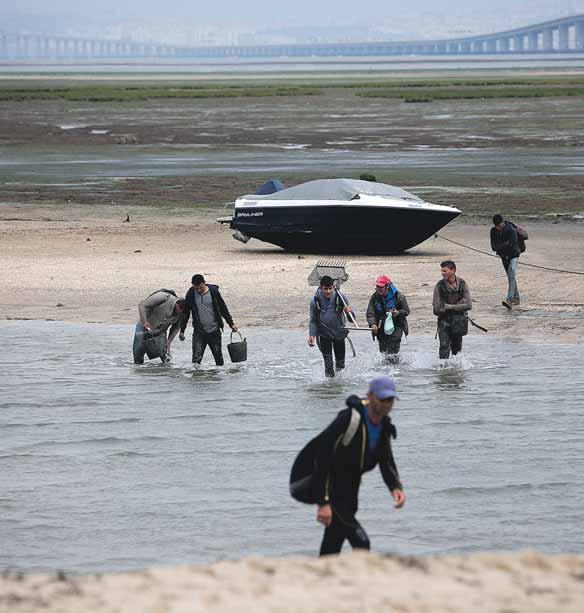 Quando a GNR aparece, o negócio atrasase um pouco, mas nunca pára Reportagem Luciano Alvarez São centenas de pessoas que diariamente se dedicam à apanha ilegal de amêijoa no estuário do Tejo.