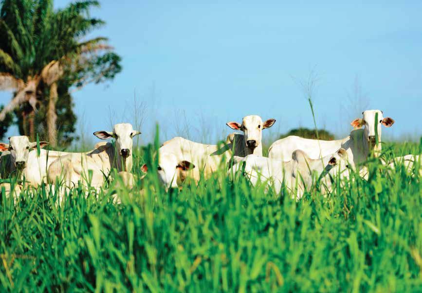 Nesta nova fase, o ICV assumiu ainda mais a responsabilidade pelo monitoramento dos requisitos legais, produtivos, ambientais e sociais, bem como dos compromissos assumidos por todos os elos