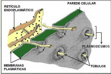 Verdadeiros Profª Júlia Beatriz Pereira de Souza, DSc Disciplina: Farmacobotânica Cuité-PB Plasmodesmos interligam células vizinhas Classificação