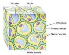 indiferenciadas Divisão constante formação de novas células Origem de todos os tecidos da planta Tecidos Permanentes Simples células de natureza