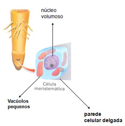 .. Colênquima - sustentação Tecidos de Formação Meristemas células indiferenciadas, divisão Principais tecidos encontrados no corpo de uma planta