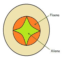Conjunto de fibras externas ao floema adjacente Anel contínuo Periciclo descontínuo