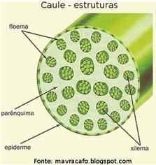 Estrutura Atactostélica ou Astélica Do grego atactos = sem ordem Cordões de xilema e floema Dispersos no tecido fundamental Caules de monocotiledôneas Distribuição difusa ou caótica Epiderme e um