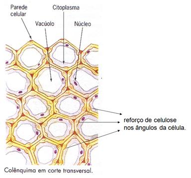 Colênquima Do grego kolla, cola, reforço, espessamento e encheo, encher