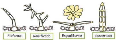 Tricomas tectores Unicelulares simples expansão de célula