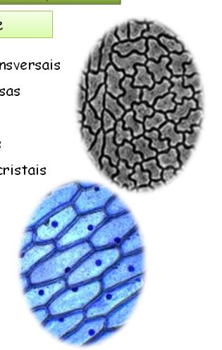 camadas internas - protoderme Na farmacognosia extrato celular