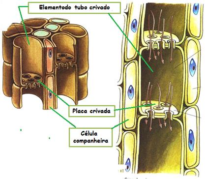 Floema corte longitudinal Xilema ou lenho
