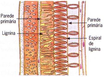 Elementos do vaso e traqueídes Transporta