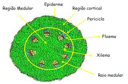 Estelar Corpo vegetativo das plantas Folha Raiz e Caule estrutura básica Cilindro central Estelo Periciclo Sistema