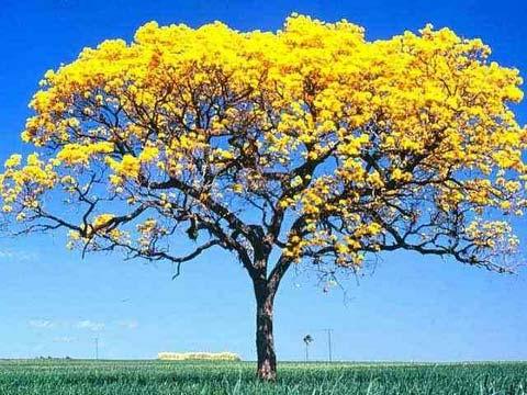 Tabebuia alba (Ipê-Amarelo) O ipê amarelo é a árvore brasileira mais conhecida, a mais cultivada e, sem dúvida nenhuma, a mais bela.