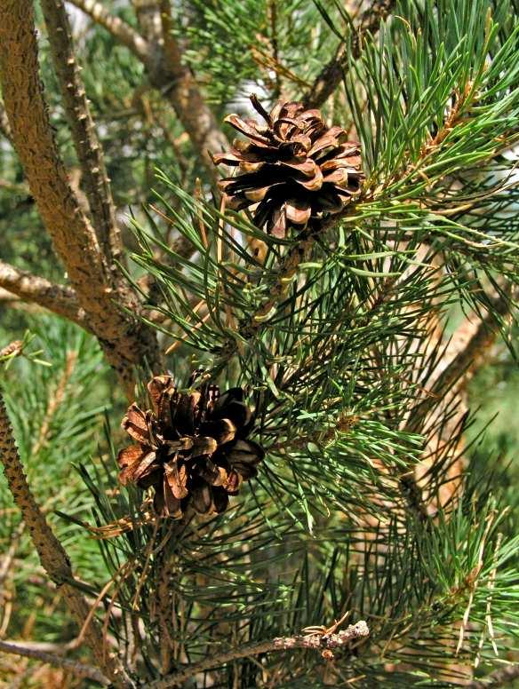 Pinaceae (Exótico)