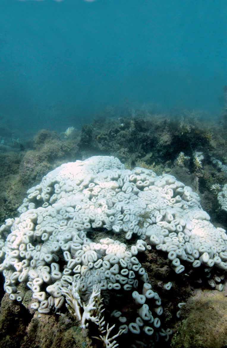 Número 34 - Abril a Junho de 2016 EL NIÑO AMEAÇA SAÚDE DOS CORAIS DA COSTA BRASILEIRA Foto: Projeto Coral Vivo O aquecimento anormal da temperatura do oceano causado pelo El Niño interfere na saúde