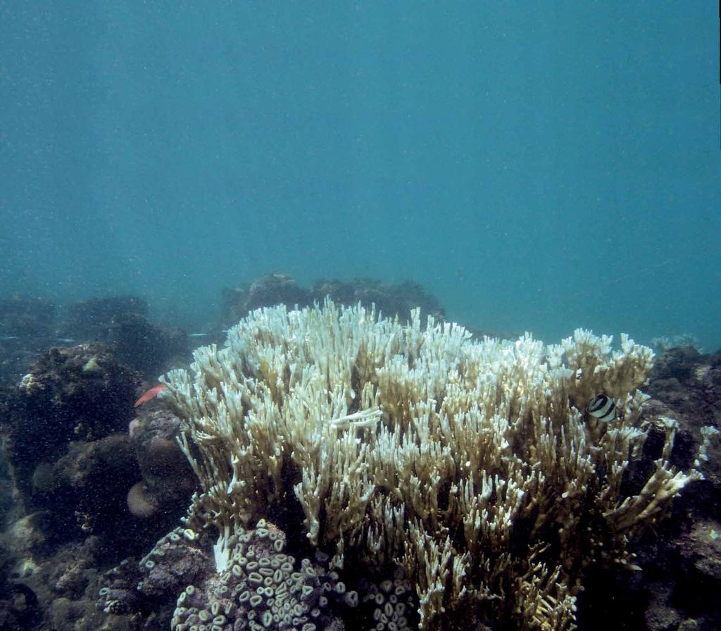 Continuação da matéria de capa FOTOS: Projeto Coral Vivo CORAL VIVO FAZ MONITORAMENTOS NO RECIFE DE FORA O s pesquisadores da Rede de Pesquisas Coral Vivo têm mergulhado quinzenalmente em três pontos