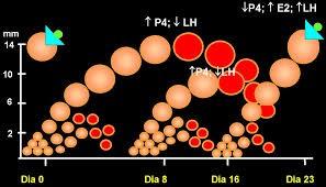 20 de crescimento (WOLFENSON, 2004) enquanto os animais zebuínos apresentam, com mais frequência 3 ondas sendo possível a constatação de até 4 ondas (VIANA, 2000).