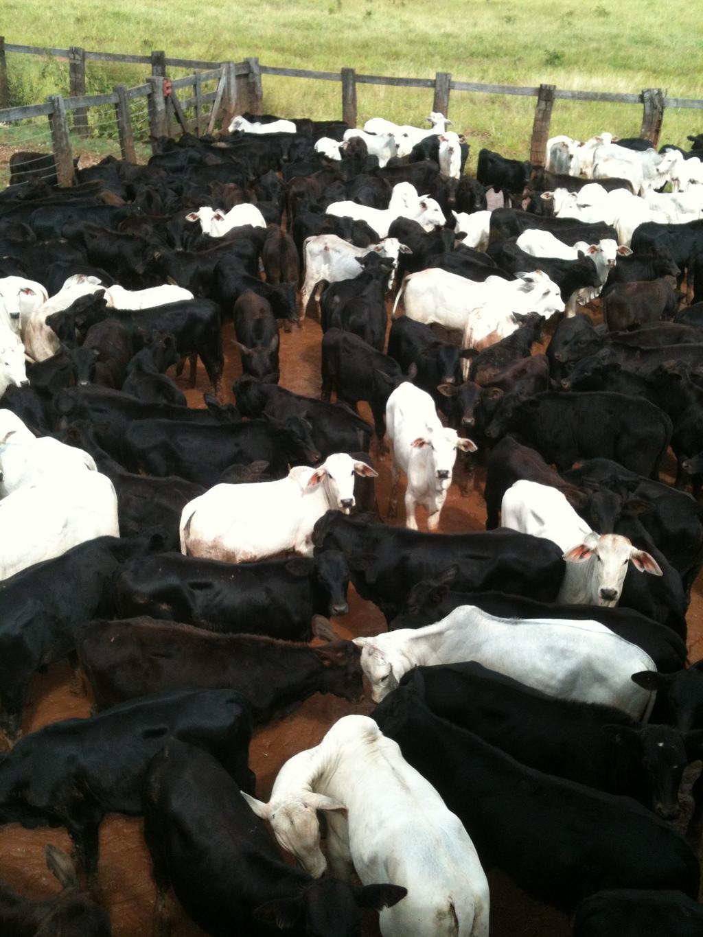 60 FIGURA 15: Bezerros oriundos de vacas submetidas ao protocolo de IATF onde os