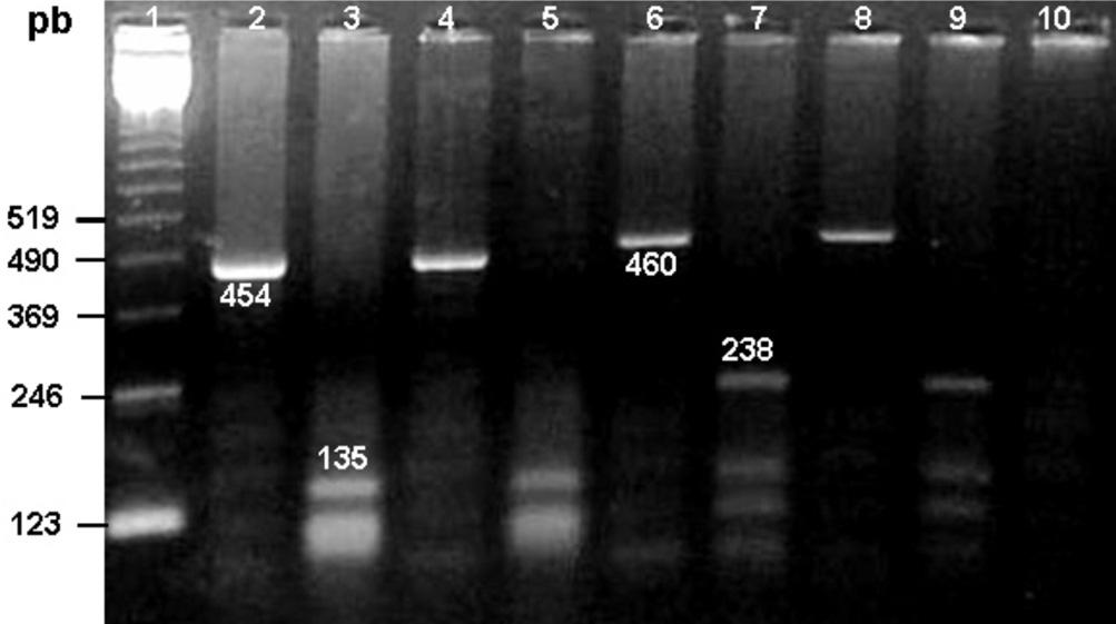 Fotografia de gel de agarose a 2,0% corado com Brometo de Etídeo de produtos de PCR do gênero Babesia com diferentes diluições (sensibilidade da PCR).