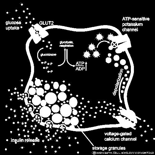 Célula β pancreática