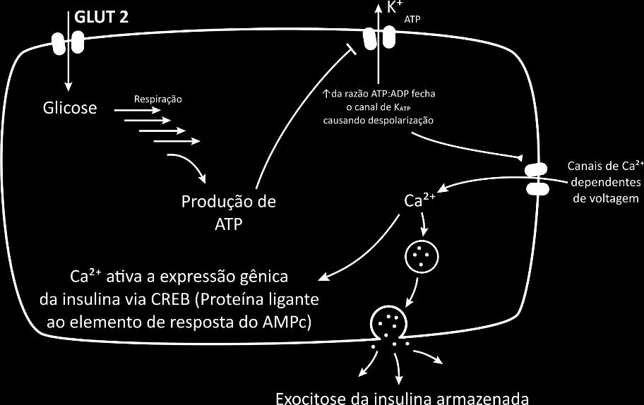 insulina