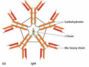 Anticorpos- Classes Imunoglobulina M- IgM IgMs associadas com respostas primárias e com os anticorpos que reagem com