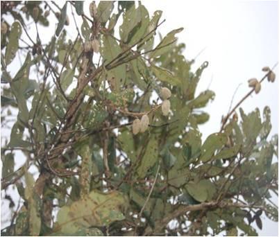 Além desse, foi constatado em campo, por meio das quadrículas (1,2 e 3) que o referido parque apresenta rica composição florística do Sistema Biogeográfico do Cerrado, destacando três subsistemas