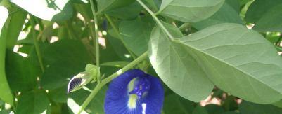 Cunhã O que é Também conhecida por ervilha borboleta e alfafa tropical, esta leguminosa perene, herbácea, de caules finos com elevada massa foliar, originária da Ásia, é uma planta de usos múltiplos: