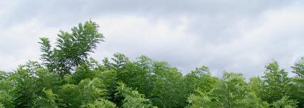 Gliricídia O que é Leguminosa arbórea originária da América Central, de porte médio, crescimento rápido e de múltiplos usos: forragem, reflorestamento, adubação verde, cercas vivas, entre outros.
