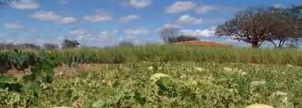 Melancia forrageira O que é Também conhecida como melancia-do-mato, melancia de cavalo ou melancia de porco, tem origem na África e se adaptou muito bem às condições climáticas das regiões secas do