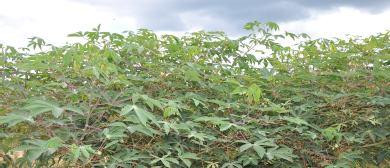 Pornunça O que é É uma planta arbustiva, perene, nativa do Semiárido, e originada do cruzamento natural da mandioca e da maniçoba.