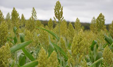 Sorgo O que é É uma extraordinária fábrica de energia e de enorme utilidade em regiões muito quentes e muito secas, onde se não consegue boa produtividade de grãos ou de forragem cultivando outras