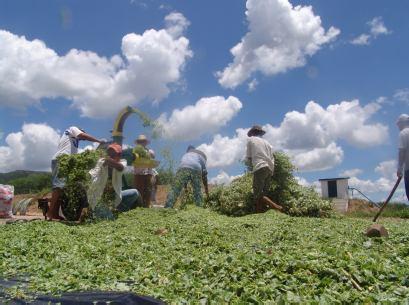 Fenação O que é É um processo de conservação de forragem para o período seco que consiste em desidratá-la ao sol, reduzindo o teor de água de 70-75 % para 15-20% de umidade.