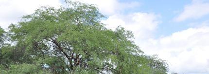 Forrageiras Algaroba O que é É uma árvore exótica da família das leguminosas, típica da Cordilheira dos Andes. A introdução no Nordeste data de 1942.