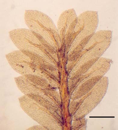 54 A B C Figura 11. Fissidens pauperculus M.