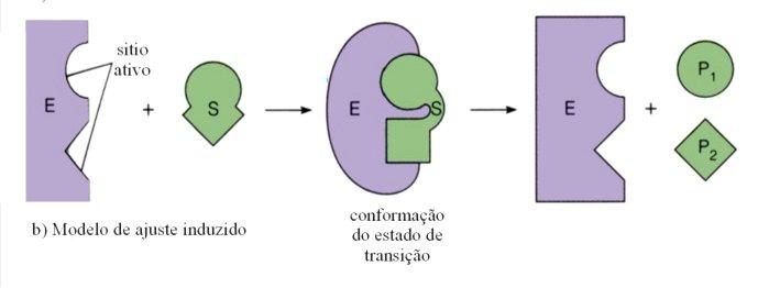 Koshland (1958): Encaixe Induzido, enzima e o o substrato sofrem conformação para