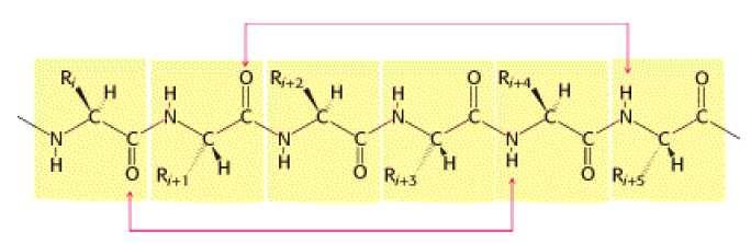 ESTRUTURA SECUNDÁRIA Ligações de hidrogênio entre aminoácidos - O da carbonila de uma