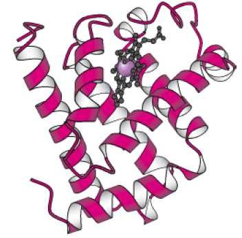 PROTEÍNA CONJUGADA Mioglobina